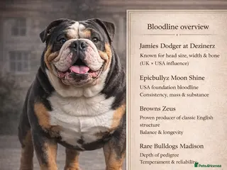 English Bulldog dogs HUGE CB BLUE TRI ENGLISH BULLDOG STUD in London - Advert 21