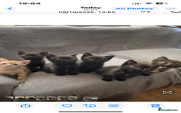 Domestic Shorthair cats for sale: Shorthair Kittens - Image 9