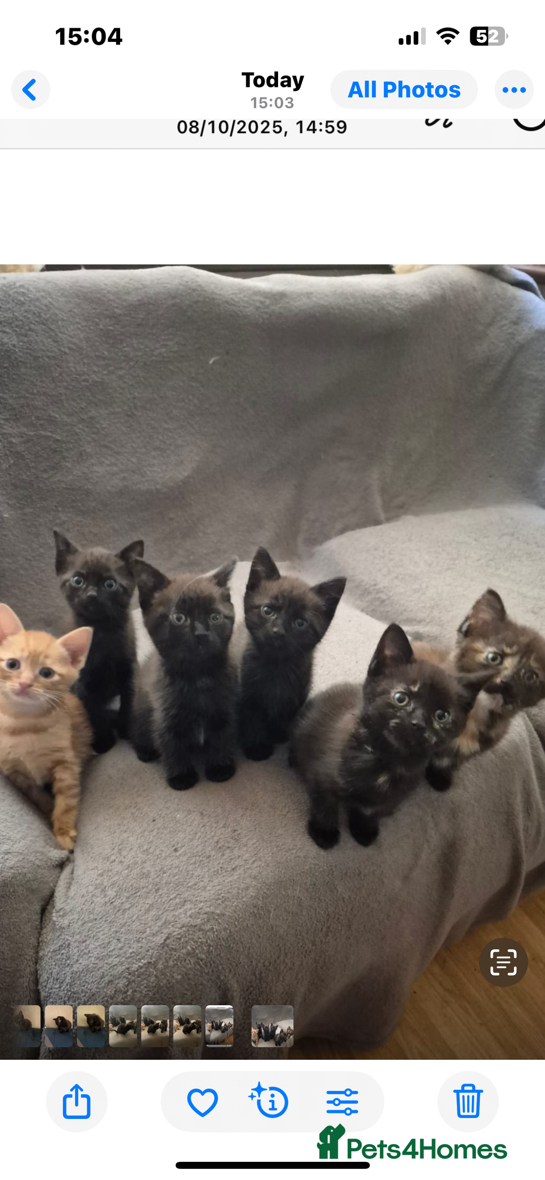 Domestic Shorthair cats for sale: Shorthair Kittens - Image 9