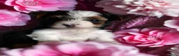 Biewer Terrier dogs for sale: Colorfull Yorkies  - Advert 8