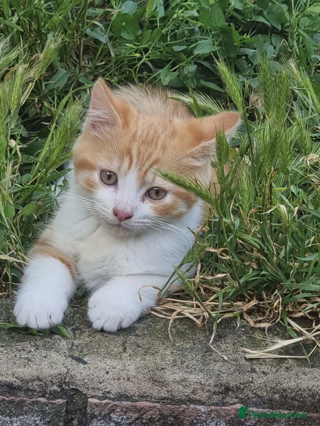Mixed Breed cats Persian kittens  - Advert 11