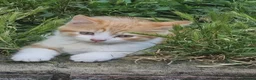 Mixed Breed cats for sale: Persian kittens  - Advert 1