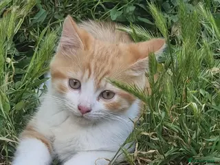 Mixed Breed cats Persian kittens - Advert 11