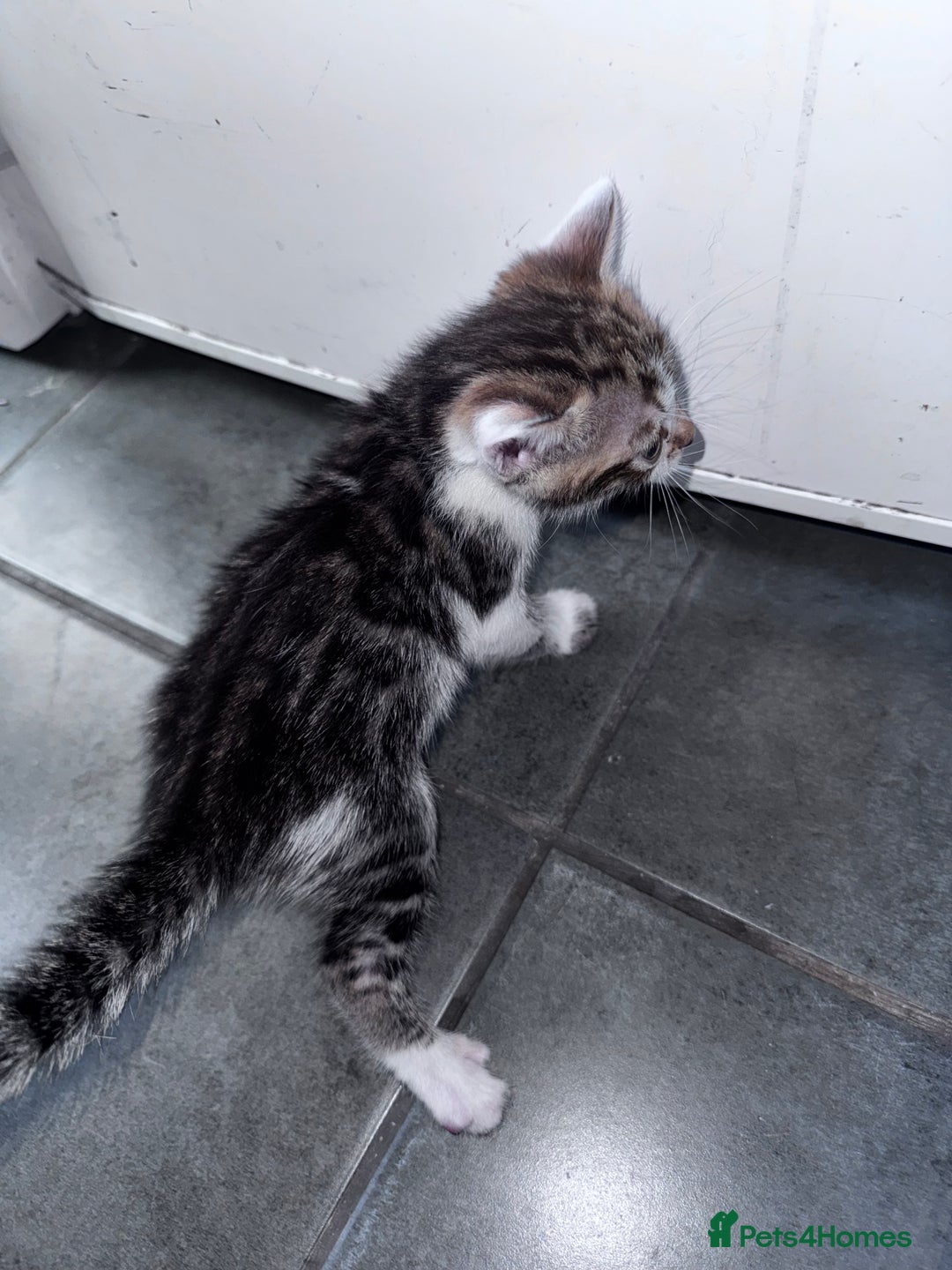 Bengal cats for sale: Bengal Kittens ready to be reserved  - Image 2