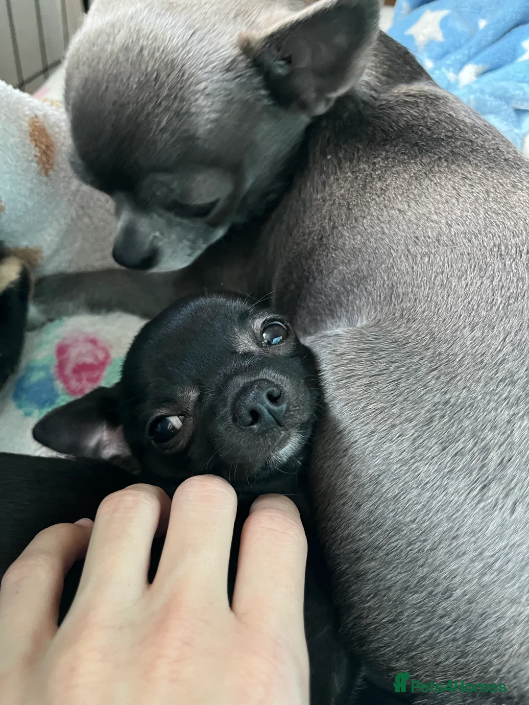 Chihuahua dogs for sale: Purebred Male Chihuahua Puppy - Advert 12