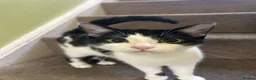 Mixed Breed cats for sale: Mid kitten  in London - Advert 2
