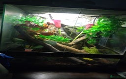 Gecko reptiles for sale: Tailless Crested Gecko with terrarium and extras - Image 4