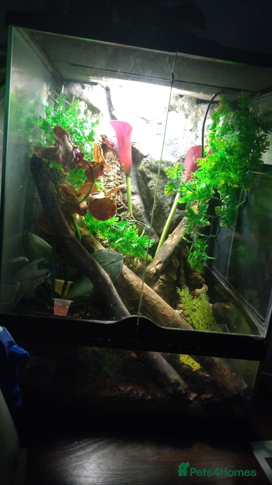 Gecko reptiles for sale: Tailless Crested Gecko with terrarium and extras - Image 4