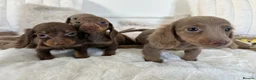 Miniature Dachshund dogs for sale: ✨MINI DACHSHUNDS ✨BOTH PARENTS KC✨ - Advert 26