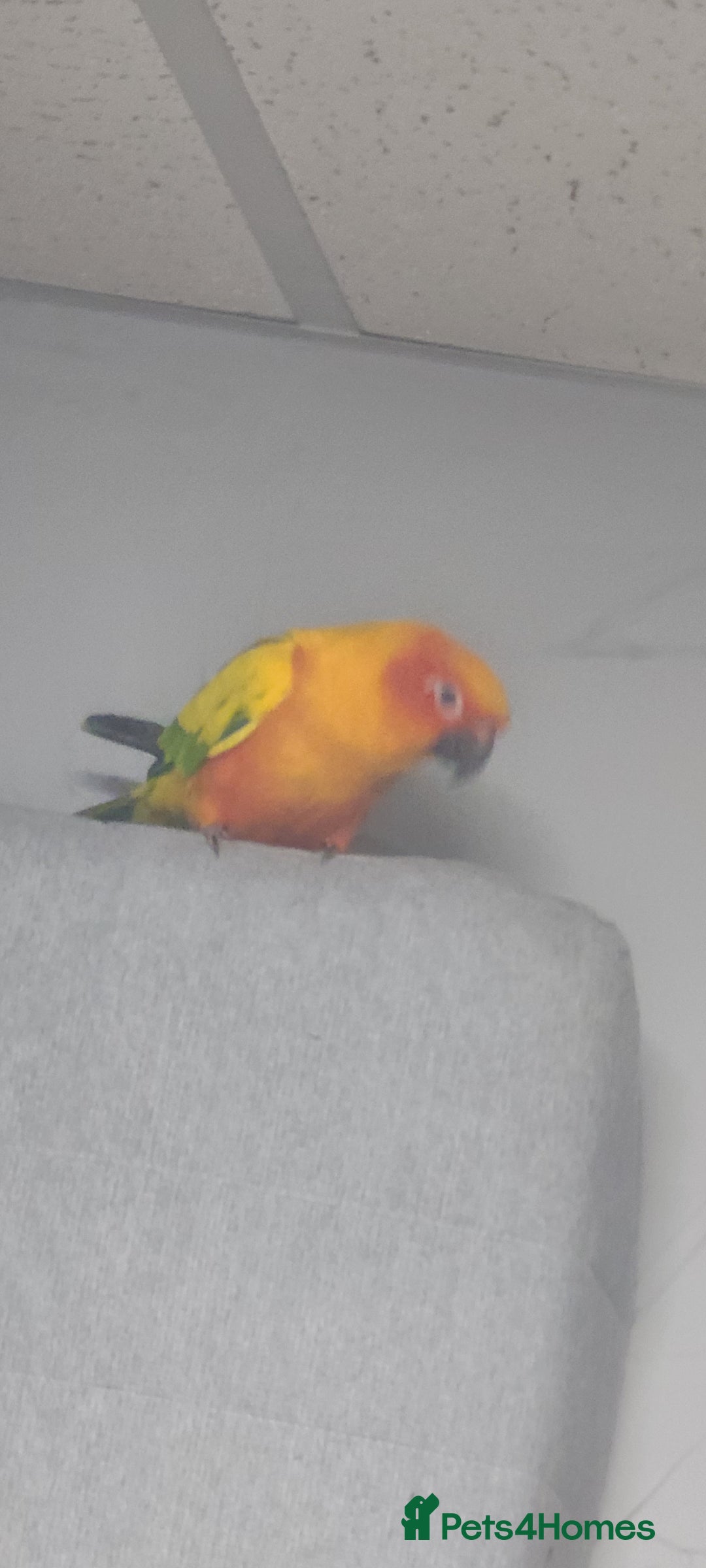 Conures birds for sale: Sun Conure Male For Sale - Image 3