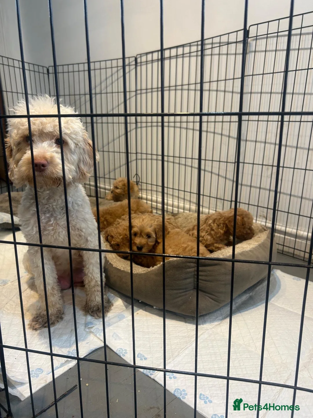 Cockapoo dogs for sale: Beautiful babies available  - Advert 8