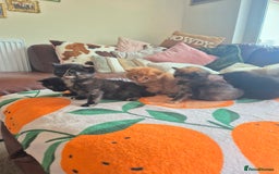 Mixed Breed cats for sale: Super friendly, fluffy kittens! 😻 - Image 7