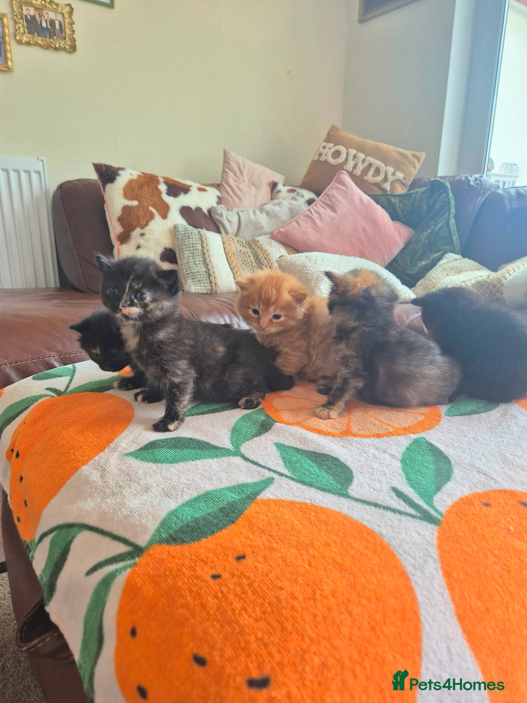 Mixed Breed cats for sale: Super friendly, fluffy kittens! 😻 - Image 7