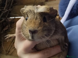 Guinea Pig rodents - Advert 10