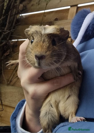 Guinea Pig rodents - Advert 13