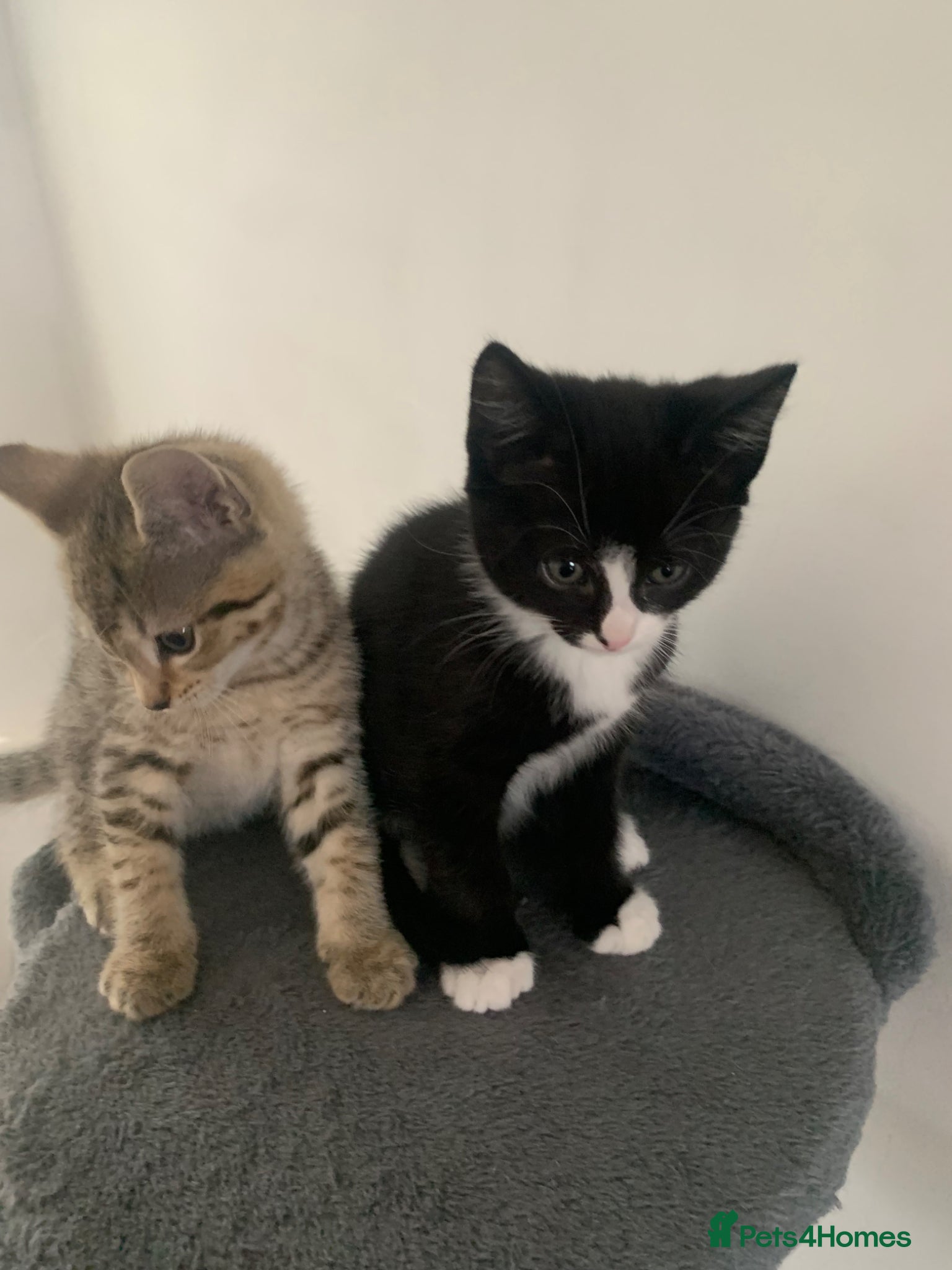 British Shorthair cats 1 black and white girl left from the litter of 6  - Advert 1