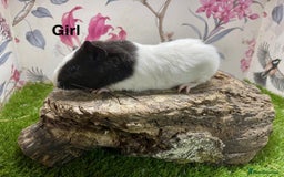 Guinea Pig rodents for sale: Male and female baby guinea pigs  - Image 3