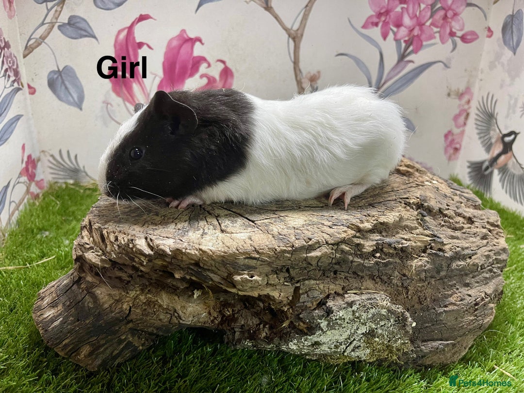 Guinea Pig rodents for sale: Male and female baby guinea pigs  - Image 3