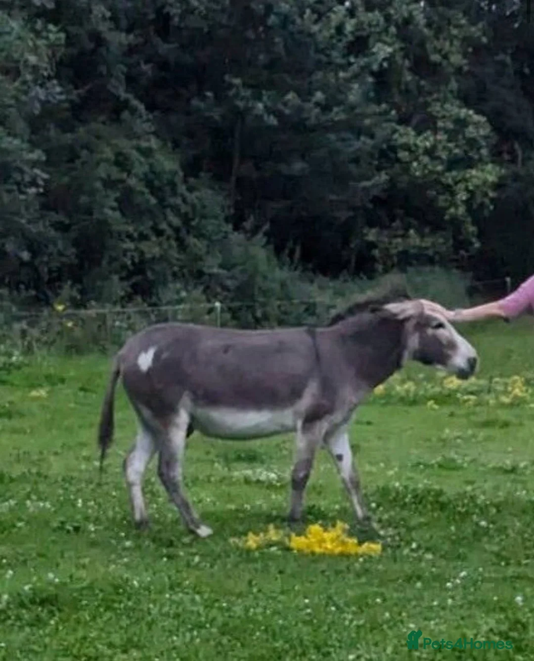 Donkey livestock for sale: Donkey Gelding in Wisbech in Leicester - Advert 2