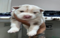 Pomsky dogs for sale: Pomsky puppies  - Image 2