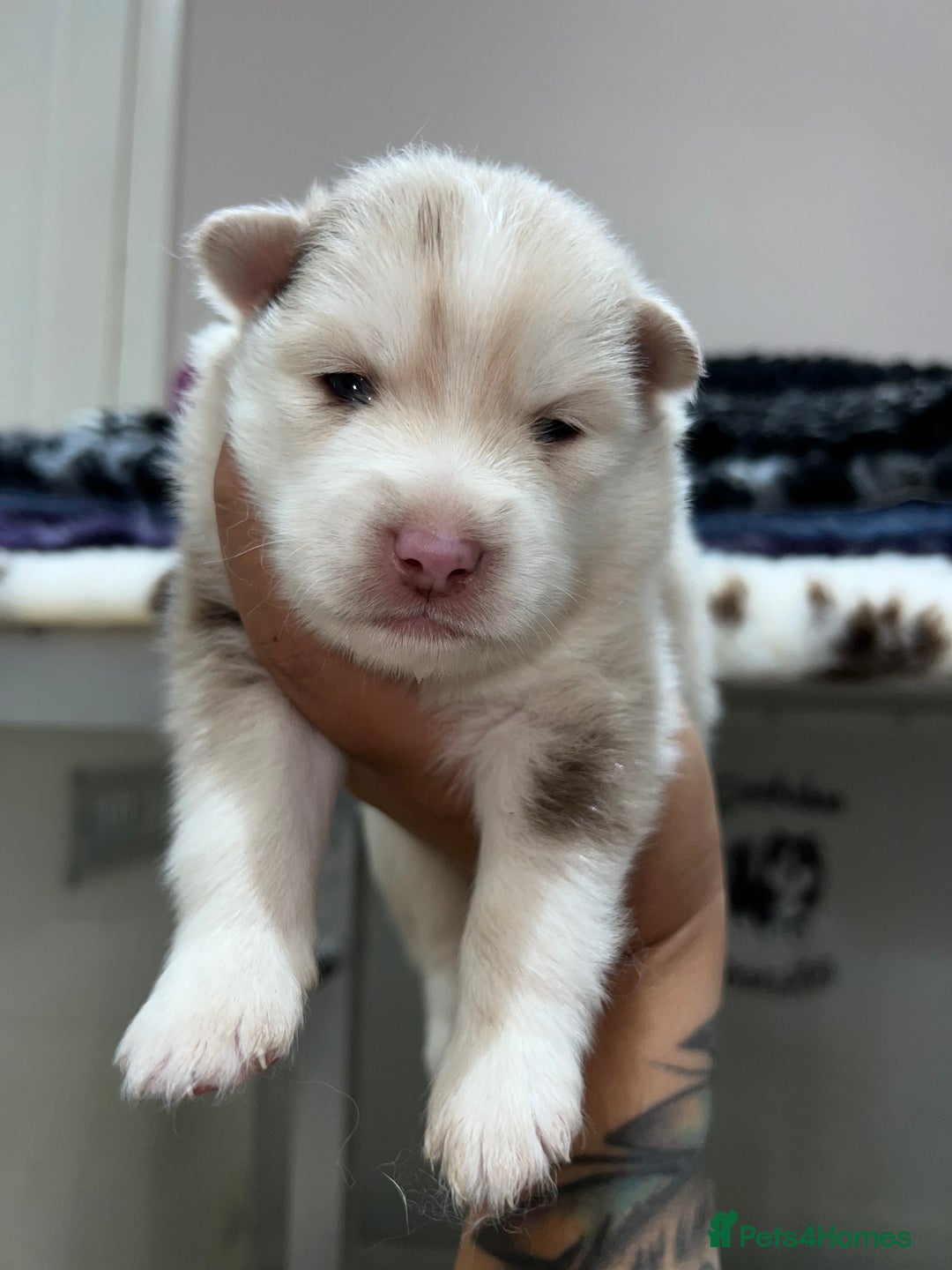 Pomsky dogs for sale: Pomsky puppies  - Image 2