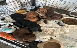 Cocker Spaniel dogs for sale: 🐶cocker spaniel puppies 🐶  - Image 10