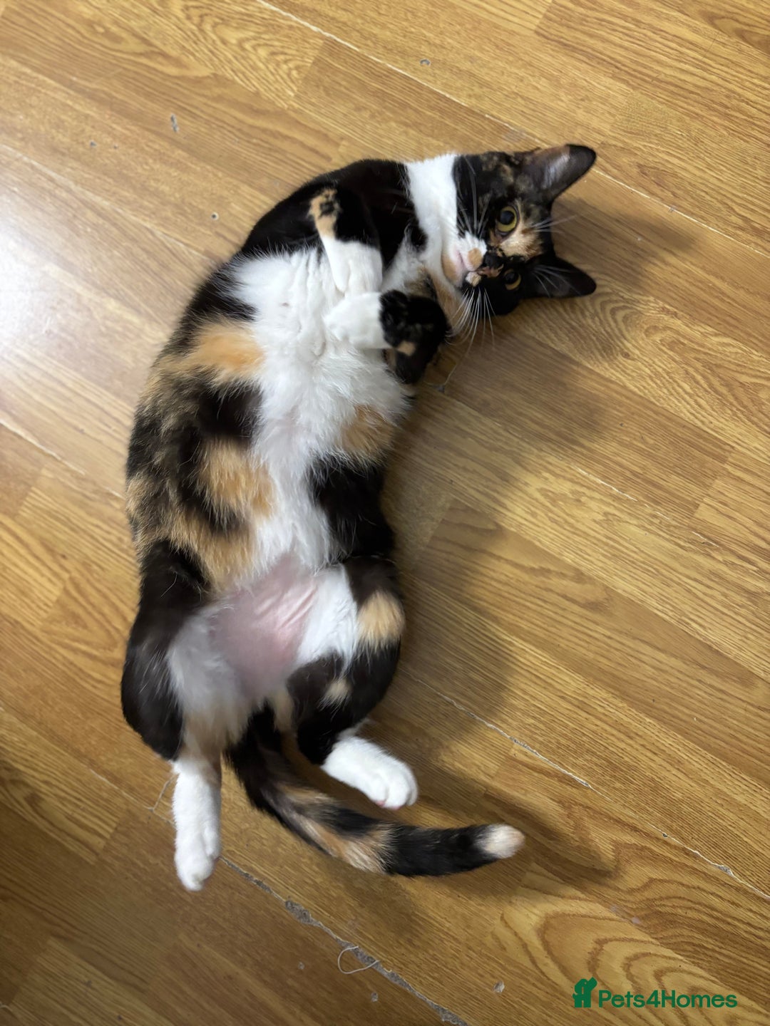 Domestic Shorthair cats for sale: Candy - Advert 2