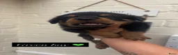 Rottweiler dogs for sale: 4 stunning Rottweiler pups available  - Advert 9