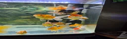 Fancy Goldfish fish for sale: 15 fancy goldfish  in Selkirk - Advert 1