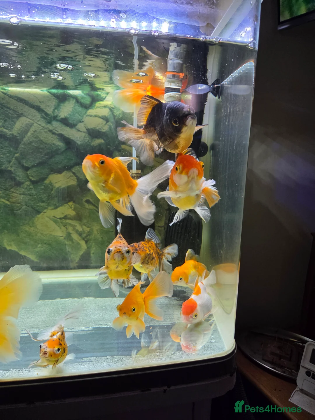 Fancy Goldfish fish for sale: 15 fancy goldfish  in Selkirk - Advert 1