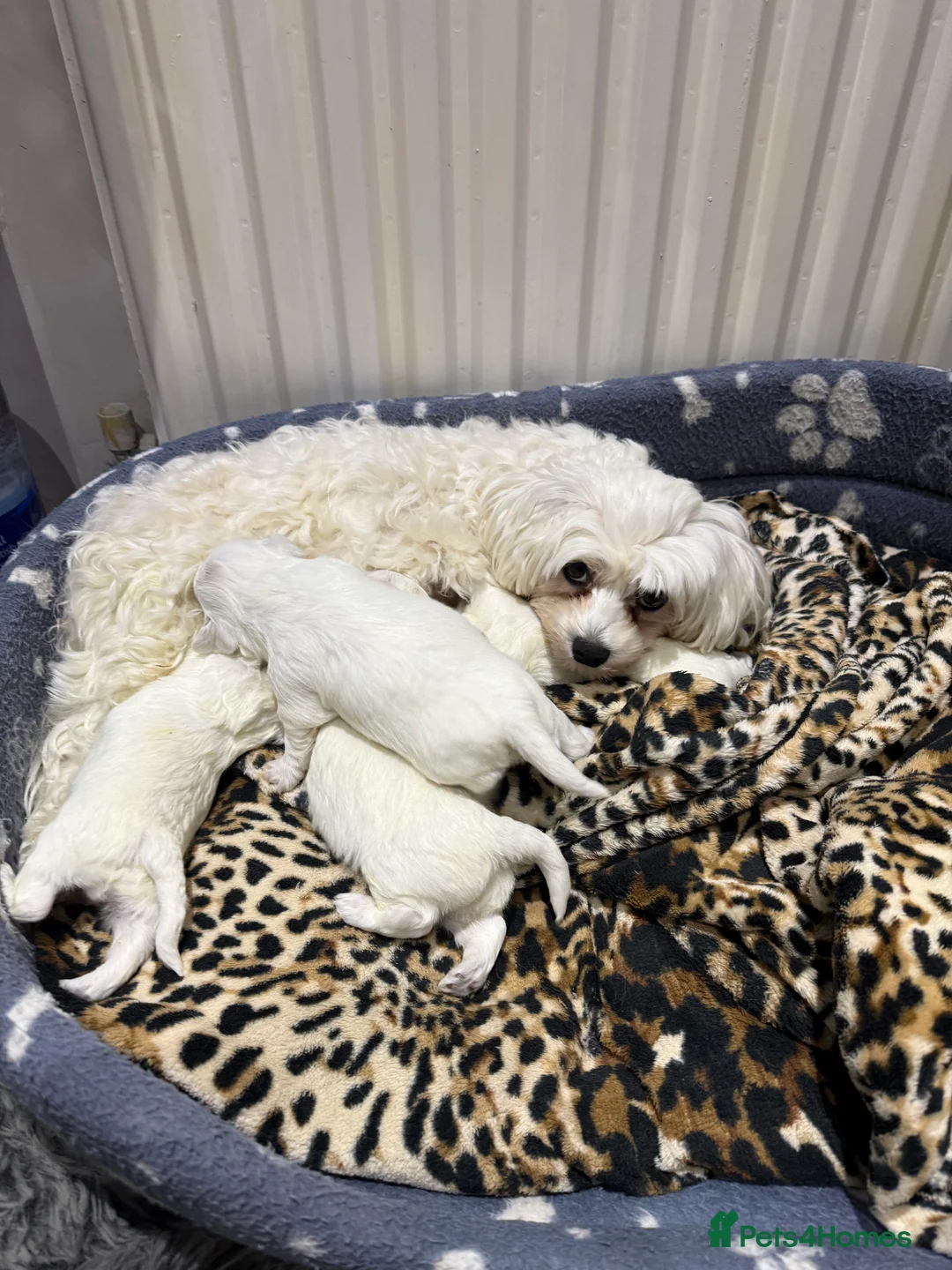 Maltese dogs for sale: Bichon Maltese  in London - Advert 2