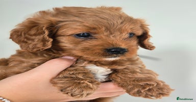 Cavapoo dogs - Advert 2