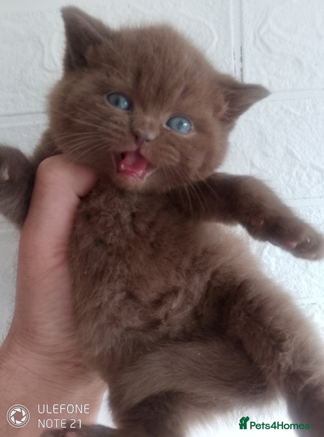 British Shorthair cats for sale: Cinnamon & Chocolate Teddy bear BSH - Image 3