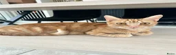 British Shorthair cats for sale: 1 beautiful female kitten  - Advert 2