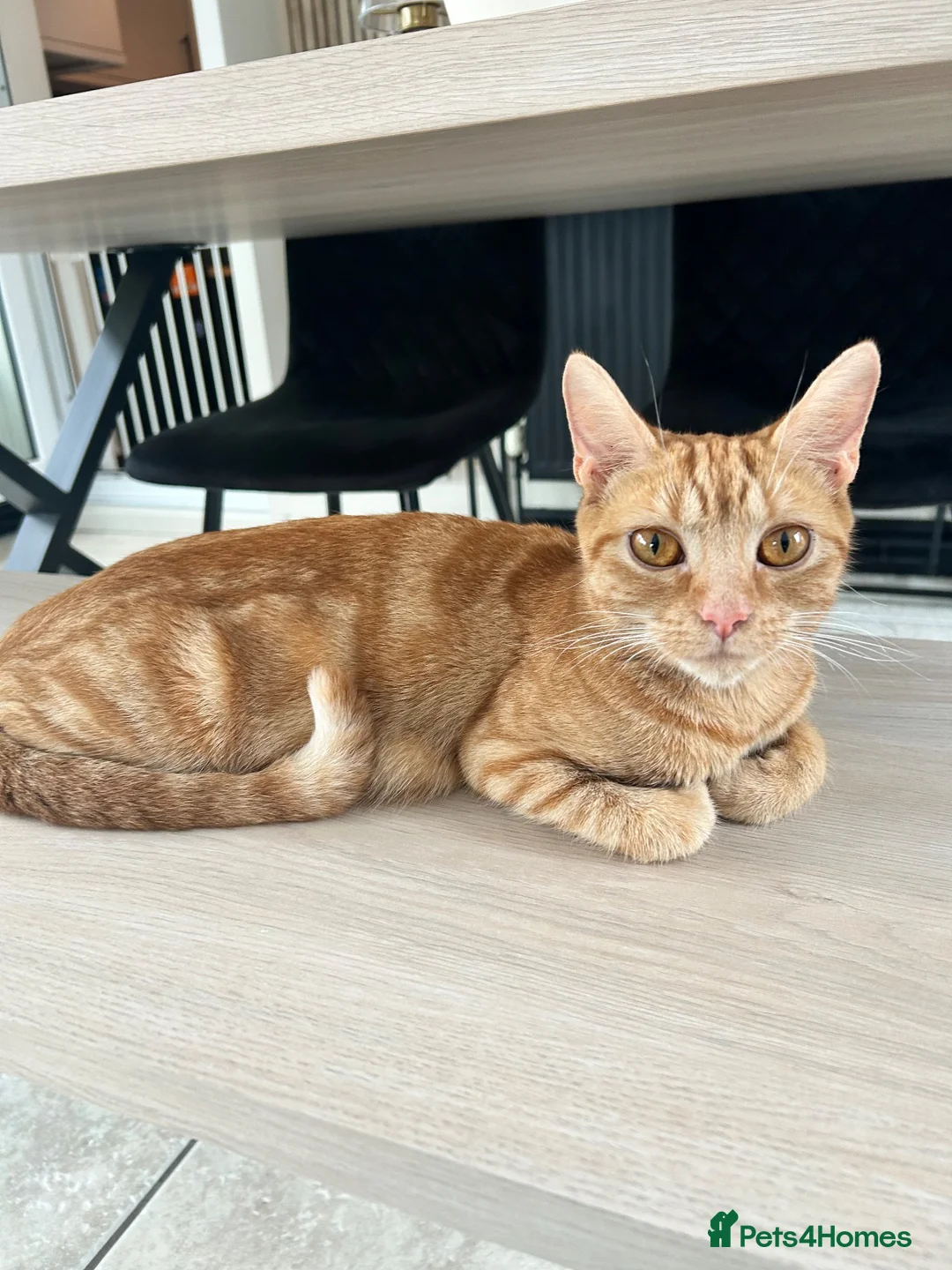 British Shorthair cats for sale: 1 beautiful female kitten  - Advert 2