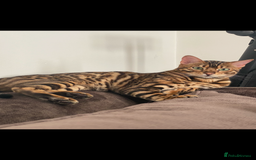 Bengal cats for sale: Top quality pure breed bangal kittens available  - Image 21