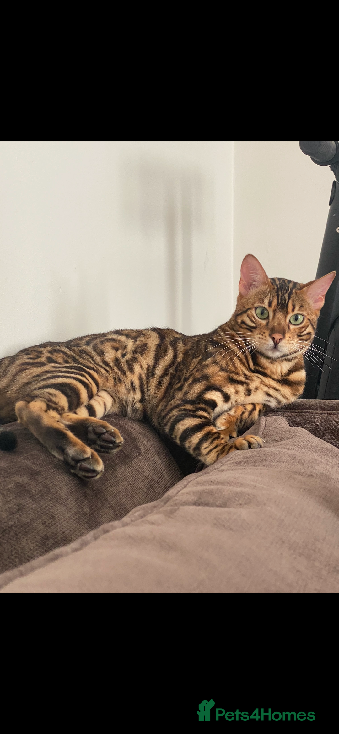 Bengal cats for sale: Top quality pure breed bangal kittens available  - Image 21