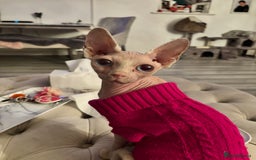 Sphynx cats for sale: Baby girl pixie 1 yrs 6 month - Image 1