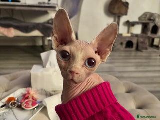 Sphynx cats - Advert 1