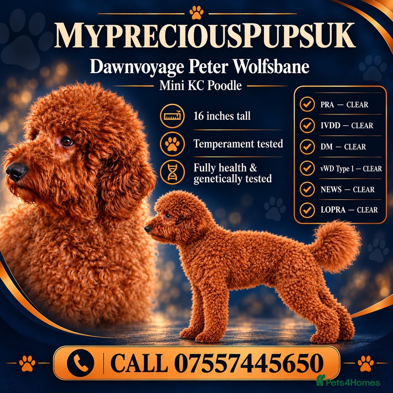 Miniature Poodle dogs for sale: Stunning miniature poodle boy - Advert 1