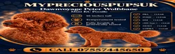 Miniature Poodle dogs for sale: Stunning miniature poodle boy - Advert 1