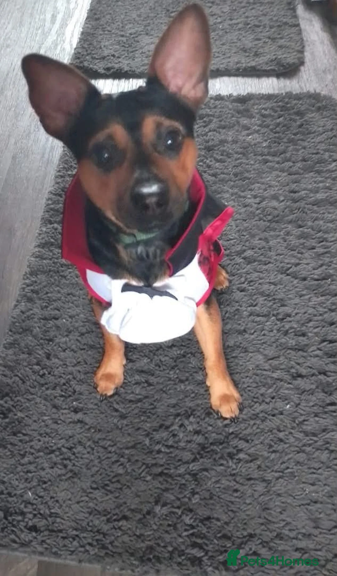 Patterjack dogs for sale: Patter jack 4 years old £100 in Leeds - Advert 3