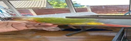 Conures birds for sale: Conure Hand Reared Babies Looking for new perches - Advert 5