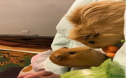 Guinea Pig rodents for sale: 2 male guinea pigs for sale - Image 4