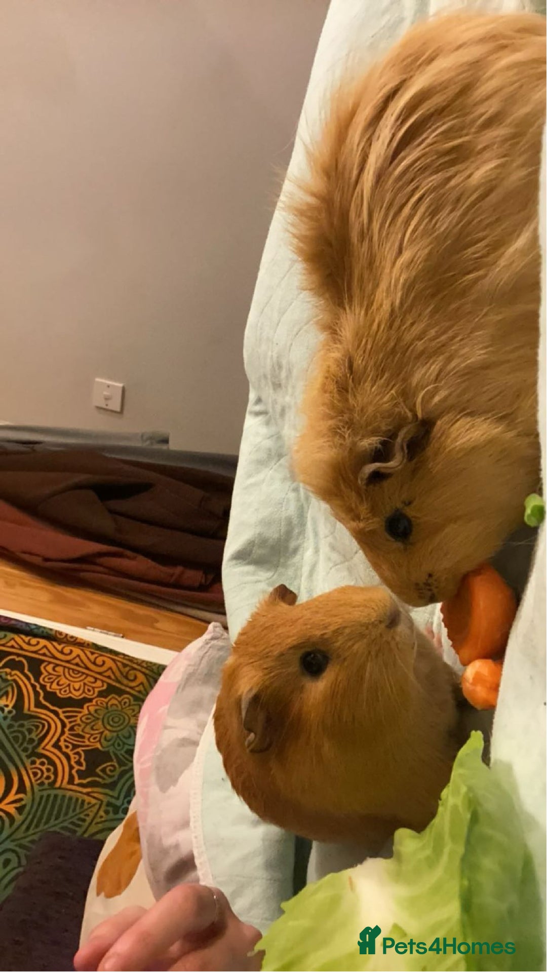 Guinea Pig rodents for sale: 2 male guinea pigs for sale - Image 4