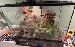 Gecko reptiles for sale: 2 female crested geckos, unusual colours  - Image 12