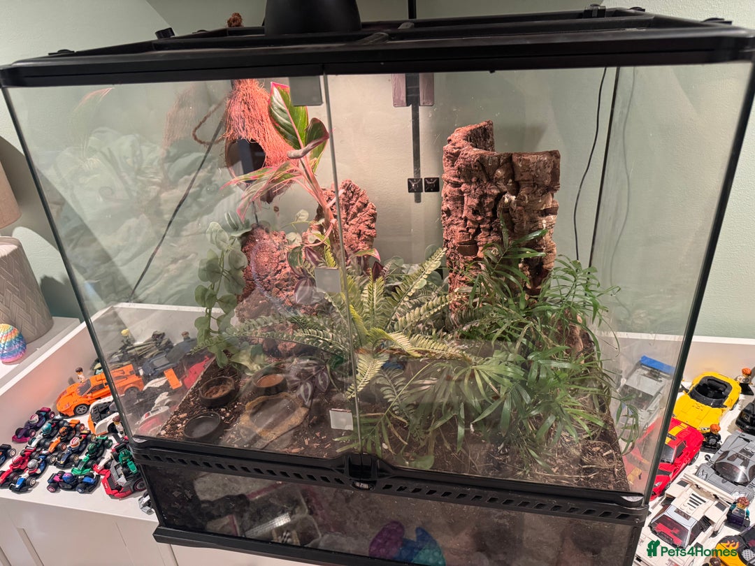 Gecko reptiles for sale: 2 female crested geckos, unusual colours  - Image 12