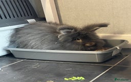 Angora rabbits for sale: Stunning full face angora  - Image 1