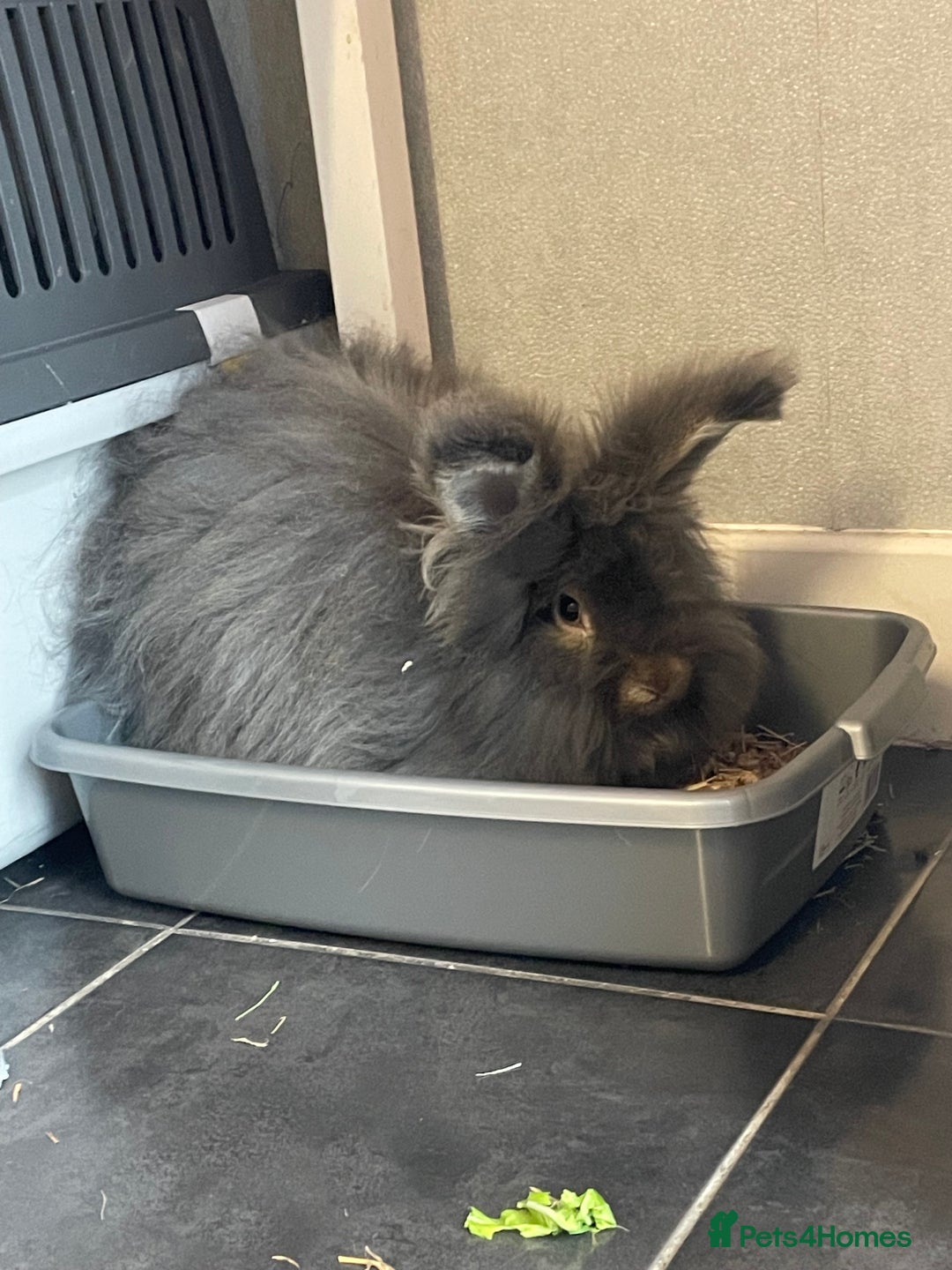 Angora rabbits for sale: Stunning full face angora  - Image 1