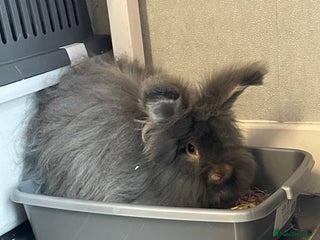 Angora rabbits - Advert 1